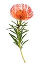 Leucospermum cordifolium Royalty Free Stock Photo