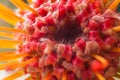 Leucospermum cordifolium 3027 Royalty Free Stock Photo