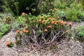 Leucospermum erubescens, orange flame pincushion