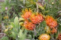 Leucospermum erubescens, orange flame pincushion