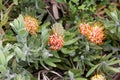 Leucospermum erubescens, orange flame pincushion