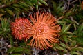 Leucospermum erubescens, orange flame pincushion