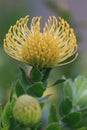 Leucospermum erubescens (Oranjevlam/Orange Flame) flower