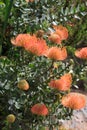Leucospermum erubescens (Oranjevlam/Orange Flame) flower