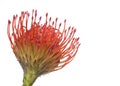 Leucospermum Flower Royalty Free Stock Photo