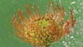 Leucospermum flower on a green background placed into transparent water. Stock footage. Beauty of nature.