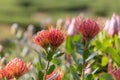 Leucospermum Glabrum x Tottum Evergreen Shrub: Flowering Plant in the Family Proteaceae Royalty Free Stock Photo