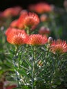 Leucospermum Glabrum x Tottum Evergreen Shrub: Flowering Plant in the Family Proteaceae