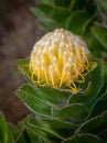 A Leucospermum in Table Mountain National Park