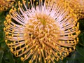 Leucospermum protea Royalty Free Stock Photo