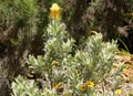 Leucospermum reflexum var. luteum, yellow rocket pincushion