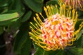 Leucospermum `Veldfire` cultivar