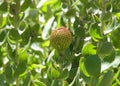 Leucospermum Veldfire pincushion Protea Flower bud