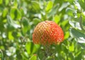 Leucospermum Veldfire pincushion Protea Flower, ready to bloom