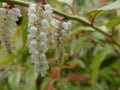 Leucothoe fontanesiana drooping laurel or dog hobble