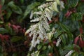 Leucothoe fontanesiana flowers