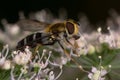 Leucozona glaucia hoverfly on hogweed flower Royalty Free Stock Photo