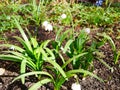 LeucÃÂ³jum vÃÂ©rnum. Snowflake bloom in spring in the flower bed near the house. Sunny spring day.