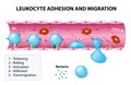 Leukocyte adhesion and migration Royalty Free Stock Photo