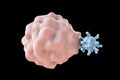 Leukocyte engulfing virus