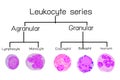 Leukocyte series Royalty Free Stock Photo