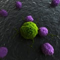 Leukocytes attacking a cancer cell
