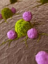 Leukocytes attacking a cancer cell