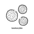 Leukocytes color icon. White blood cells in the blood vessels.