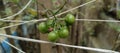 Leunca fruits with ladybug hiding best of take picture 4k 2k quality high resolution Royalty Free Stock Photo