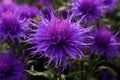 Leuzea safflower