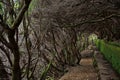 Levada among bushes in the forest