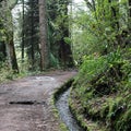 Levada Calheido Verde Levada, Madeira, Portugal