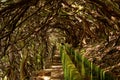 Levada das 25 fontes, Madeira, Portugal