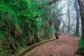 Levada dos Balcoes in Ribeiro Frio, Hiking on trekking trail Vereda dos Balcoes, Forest Ribeiro Frio, Madeira Portugal