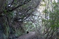 Levada next to a hiking path in Madeira island