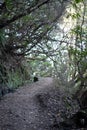 Levada next to a hiking path in Madeira island