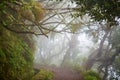 Levada walk through laurel forest on Madeira island, Portugal