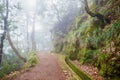 Levada walk through laurel forest on Madeira island, Portugal