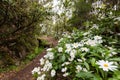 Levada walk in Madeira