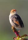 Levaillant's Cisticola