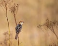 South African birds - Levaillant\'s cisticola