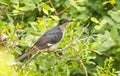 Levaillant's cuckoo (Clamator levaillantii)