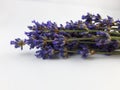 Ultra violet Lavender. Levander bouquet Royalty Free Stock Photo