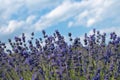 Levander bush with cloudy sky