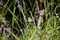 Levander flower with butterfly.