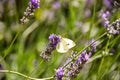 Levander flower with butterfly.