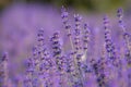 Levander flower on the garden