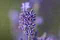 Levander flower on the garden