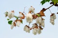 Levant Cotton Gossypium herbaceum Royalty Free Stock Photo