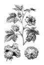 Levant cotton Gossypium herbaceum / vintage illustration from Brockhaus Konversations-Lexikon 1908